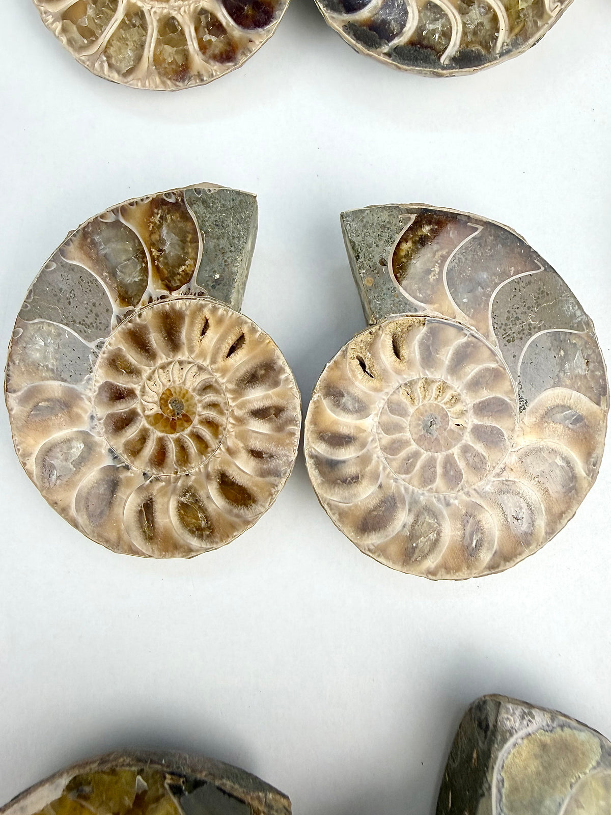 Fossil Ammonitt(1 par)