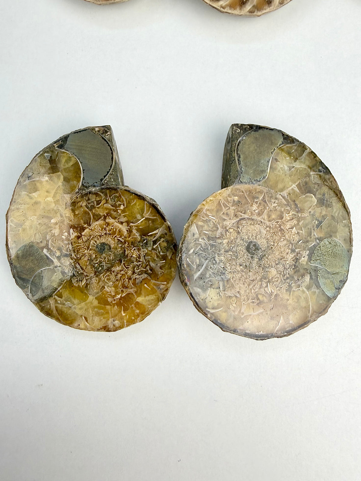Fossil Ammonitt(1 par)