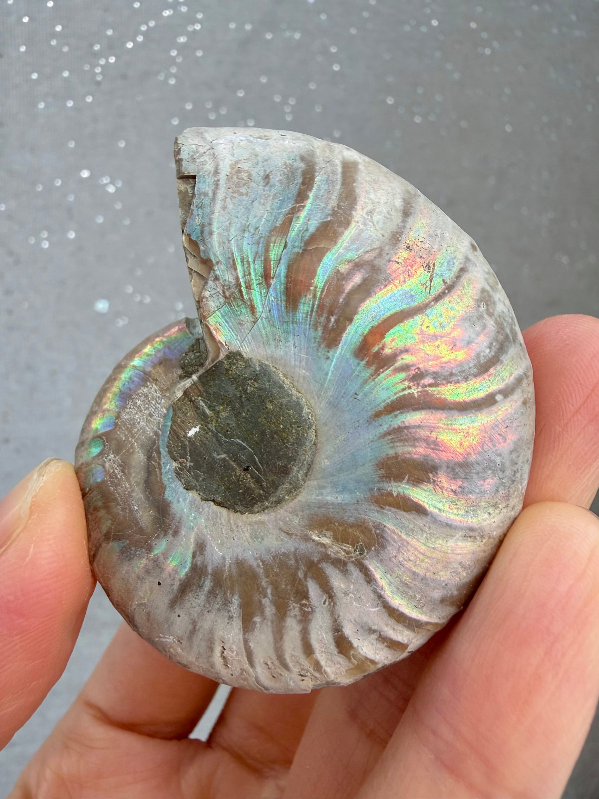 Fossil Ammonitt