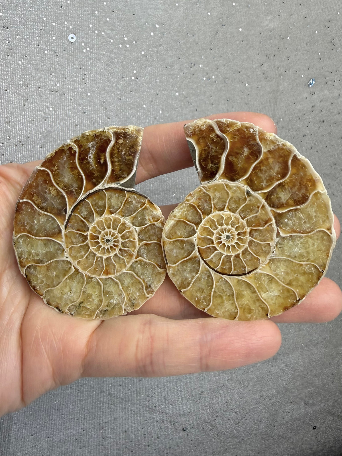 Fossil Ammonitt(1 par)