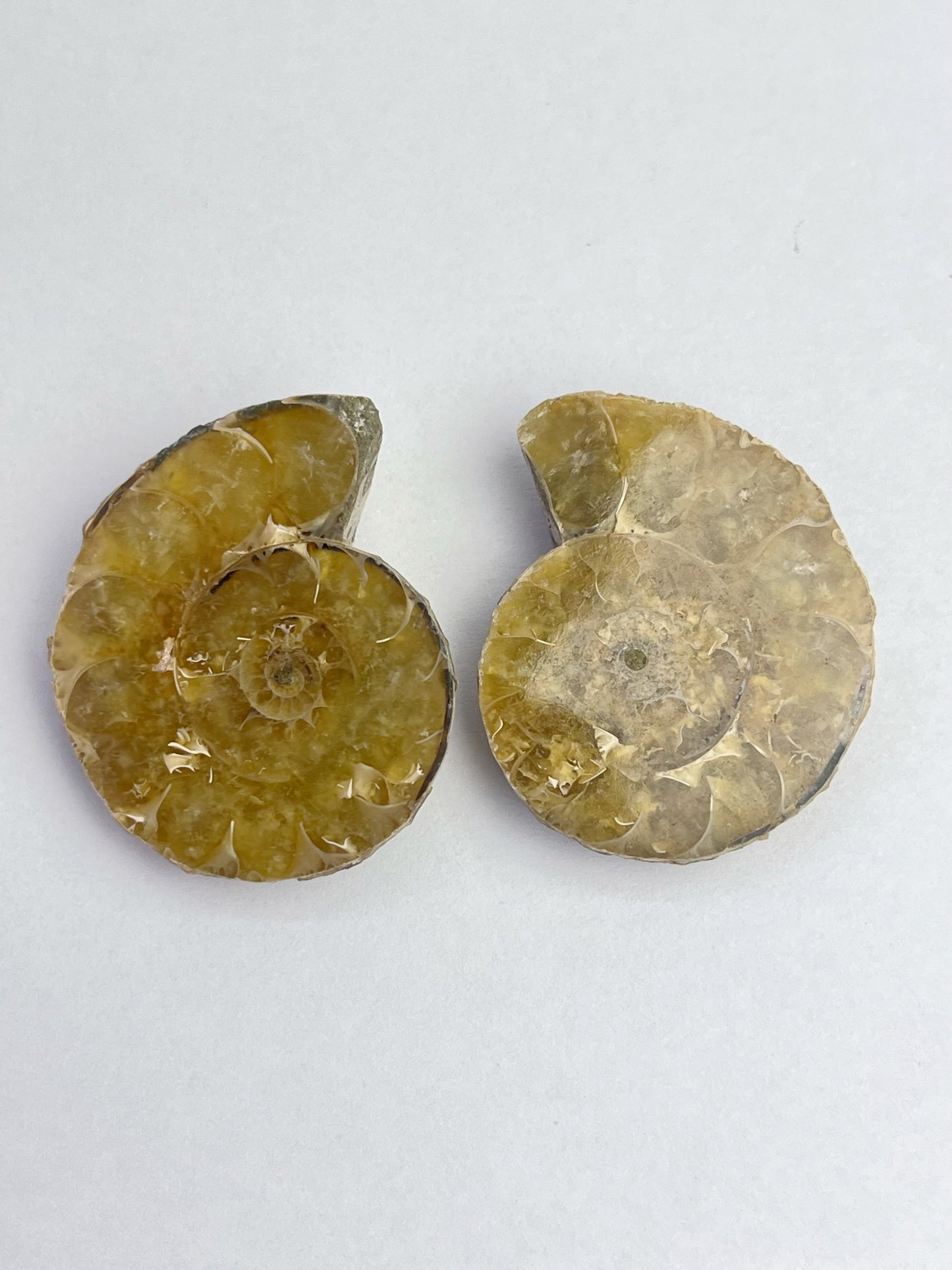 Fossil Ammonitt(1 par)