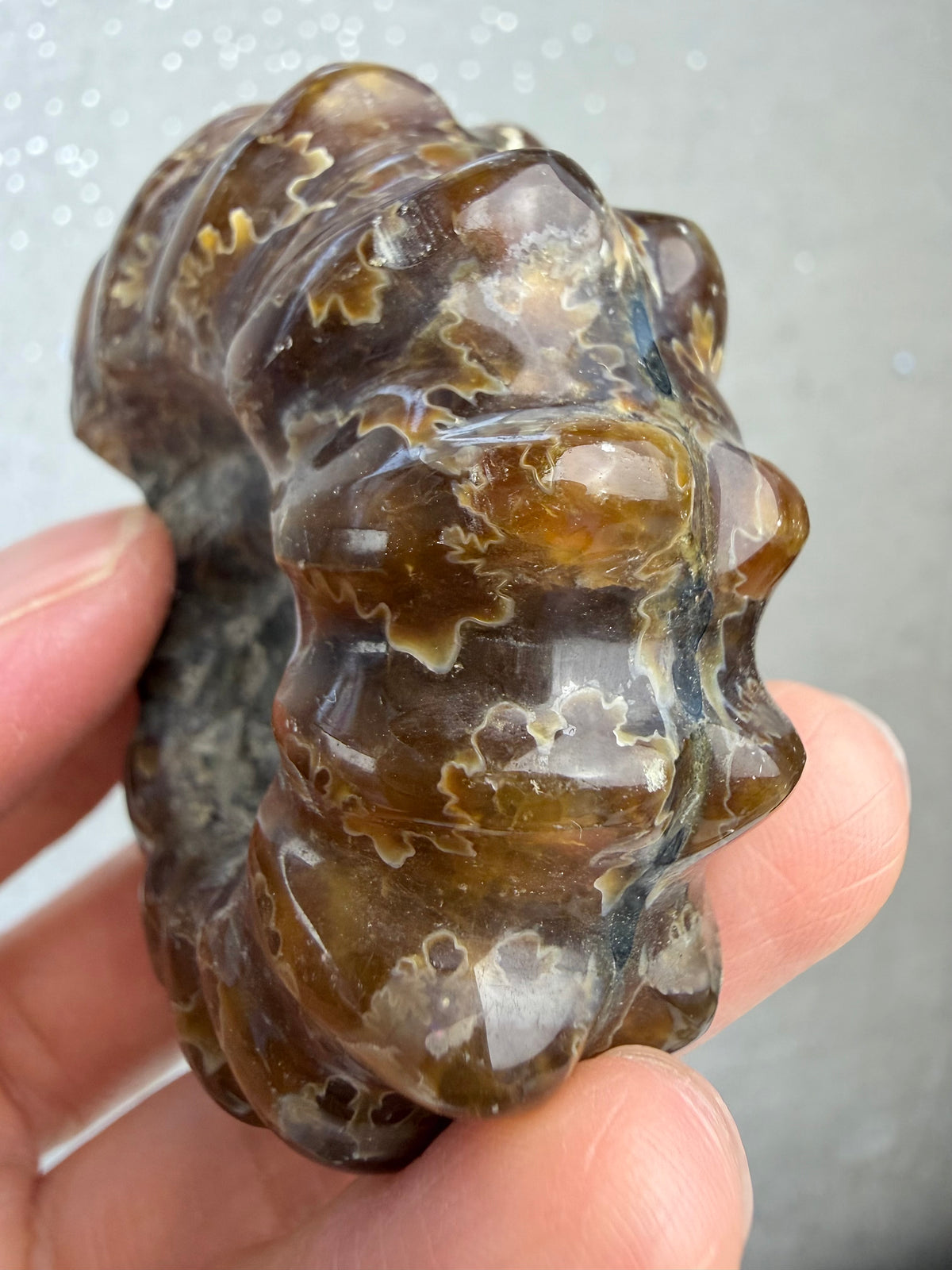 Polert Fossil Ammonitt (Douvilleiceras)