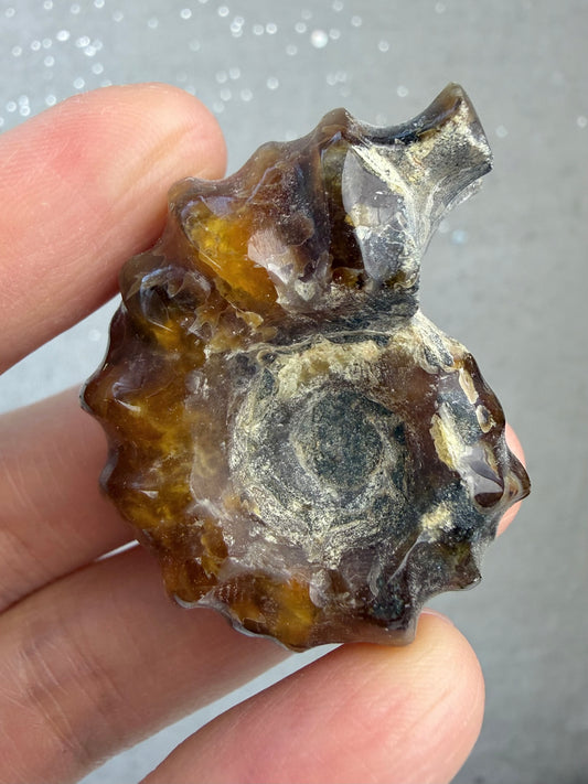 Polert Fossil Ammonitt (Douvilleiceras)