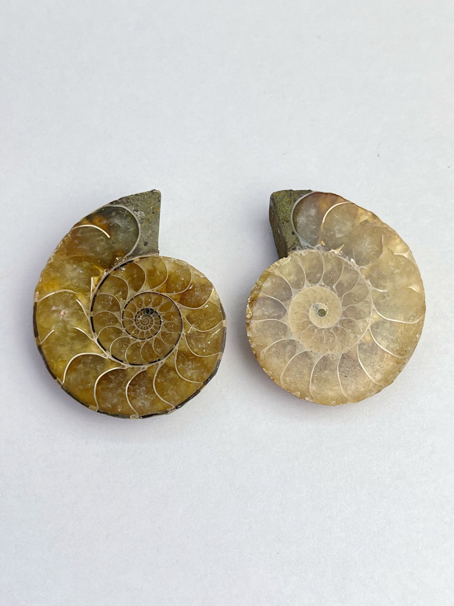 Fossil Ammonitt(1 par)