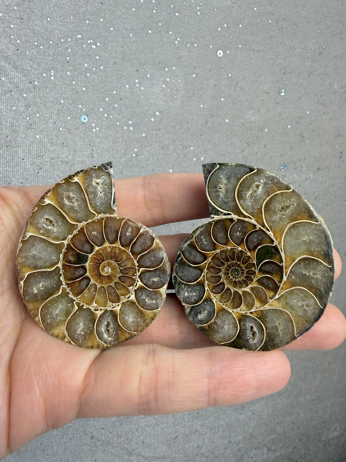 Fossil Ammonitt(1 par)