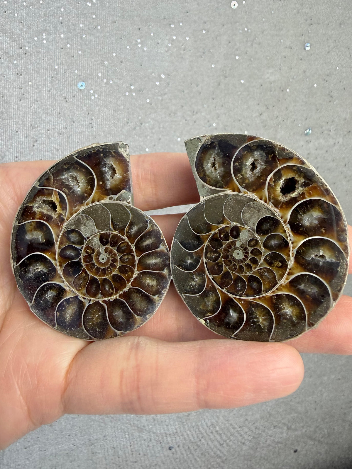 Fossil Ammonitt(1 par)