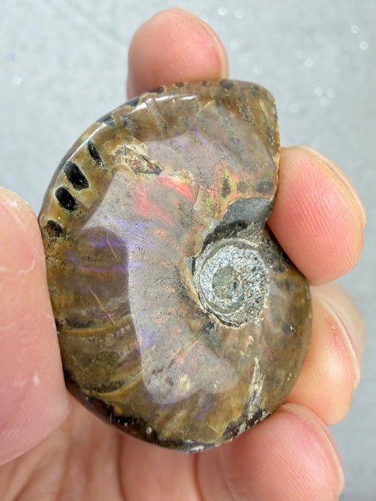 Fossil Ammonitt