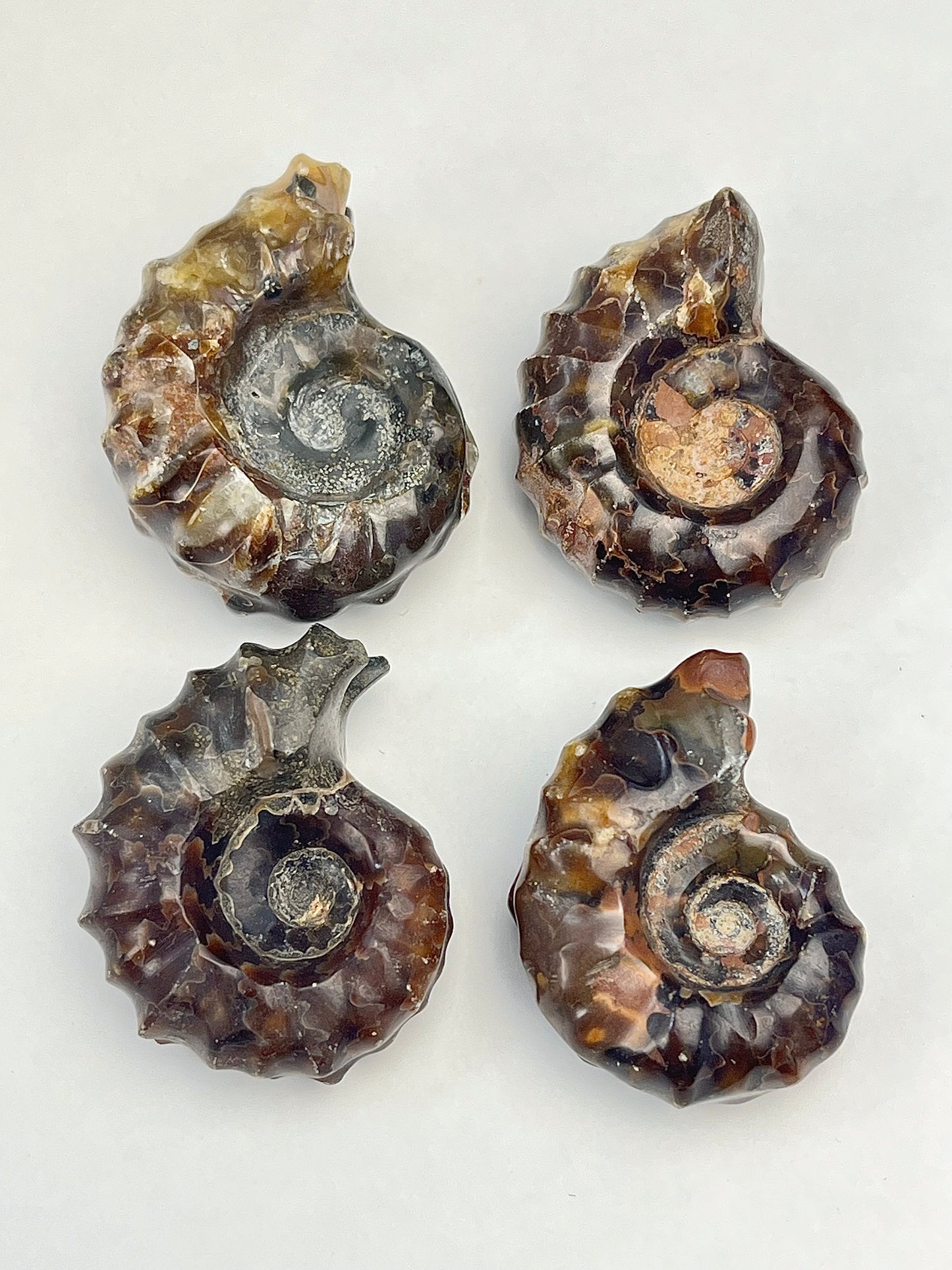 Polishes Fossil Ammonite (Douvilleiceras)