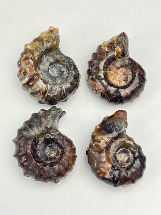 Polert Fossil Ammonitt (Douvilleiceras)