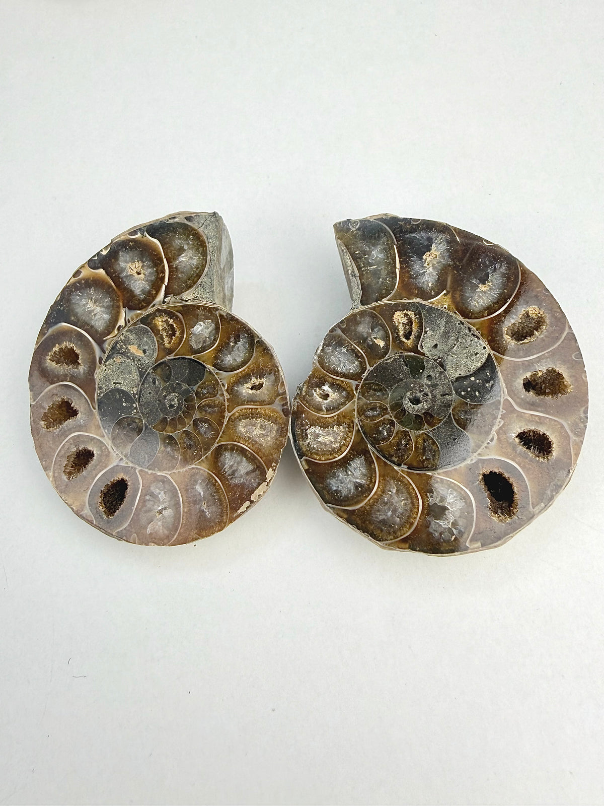 Fossil Ammonitt(1 par)