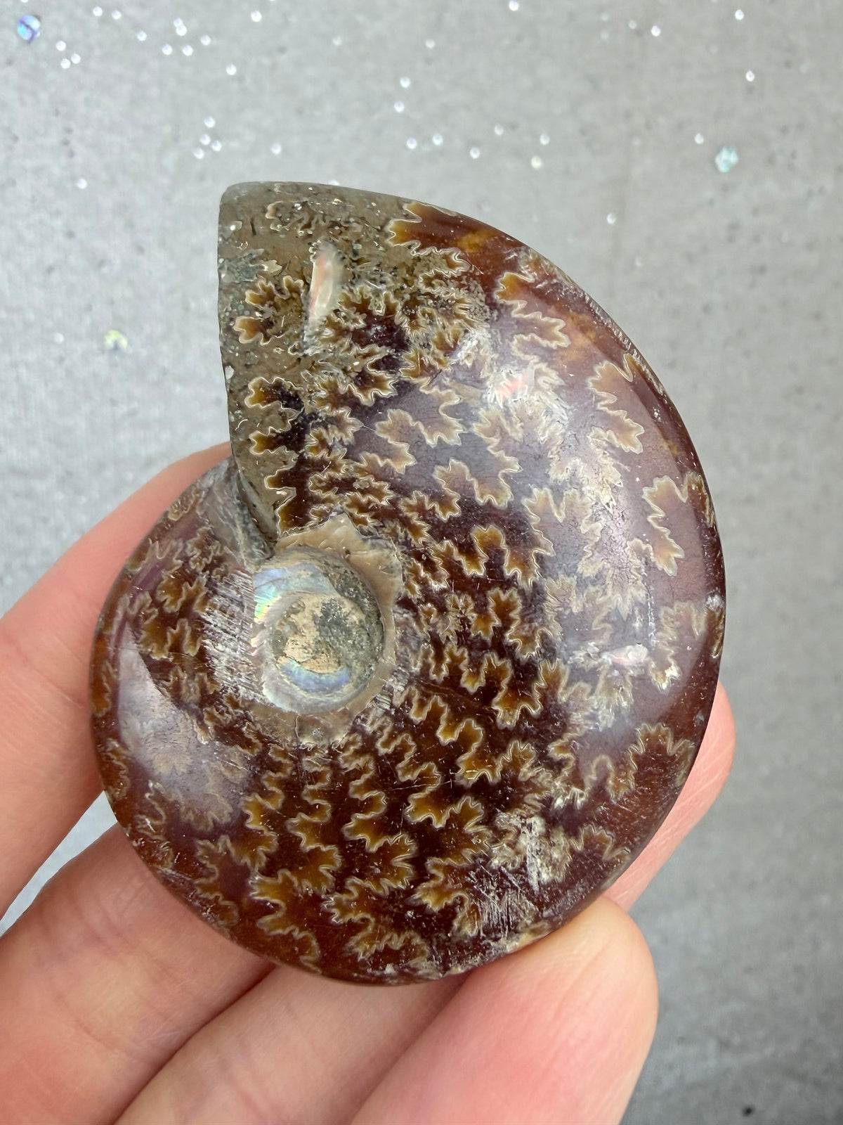Fossil Ammonitt, God kvalitet