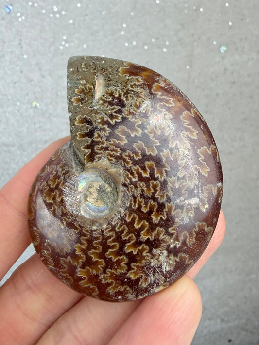 Fossil Ammonitt, God kvalitet