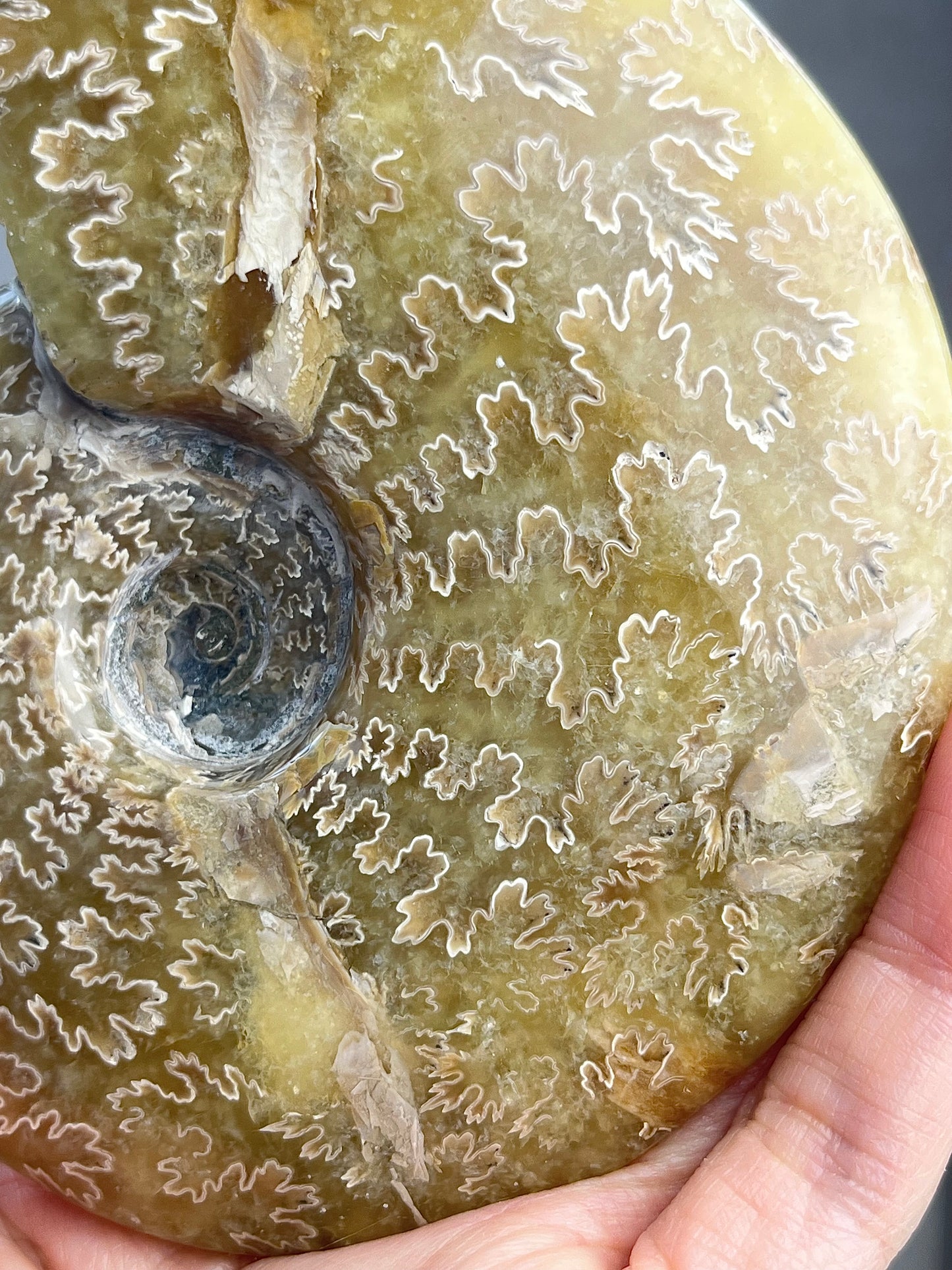 Ammonite XL