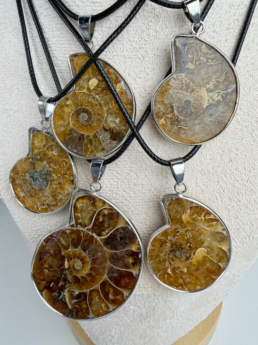Fossil Ammonitt anheng