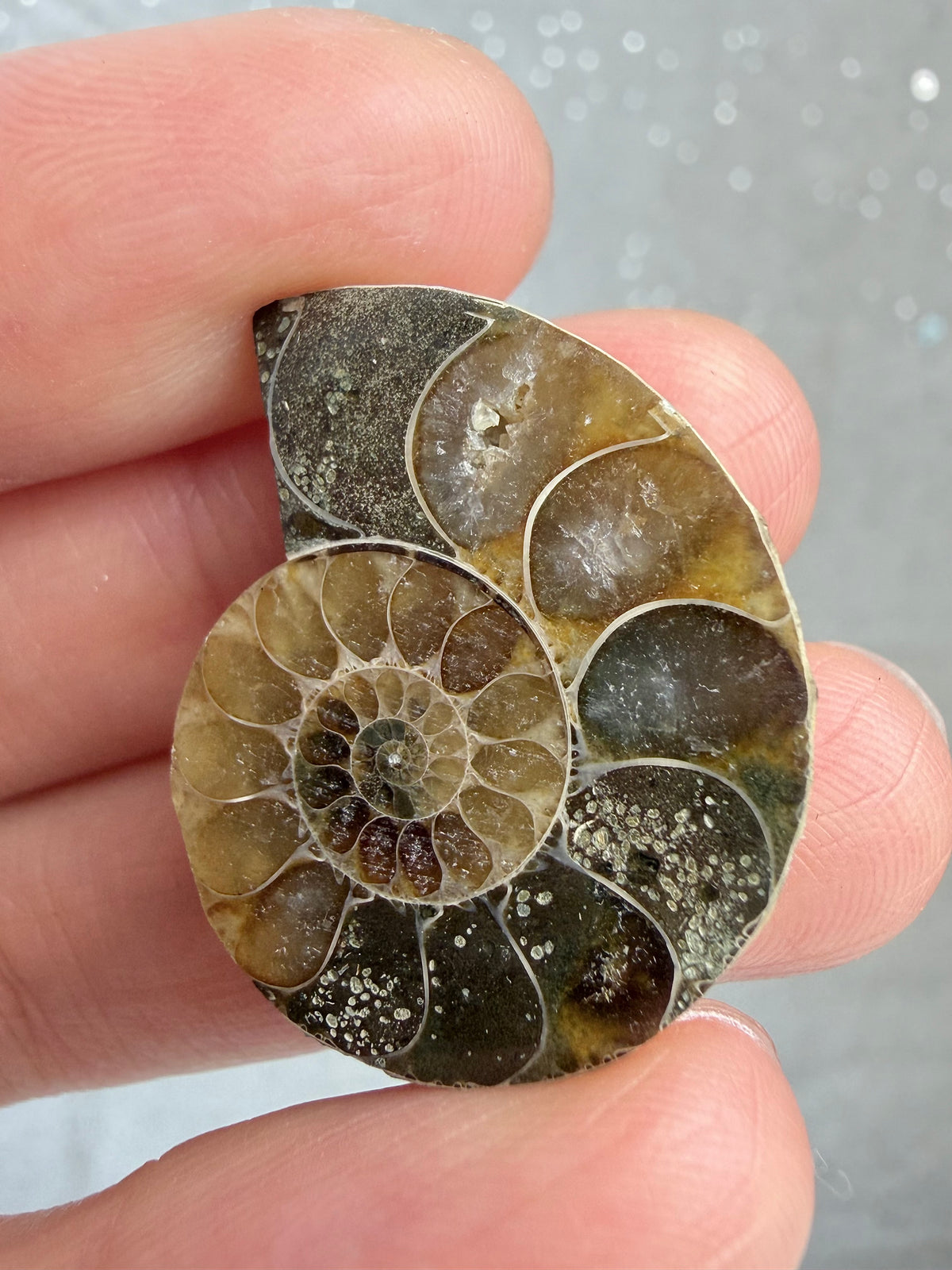 Fossil Ammonitt,Halv