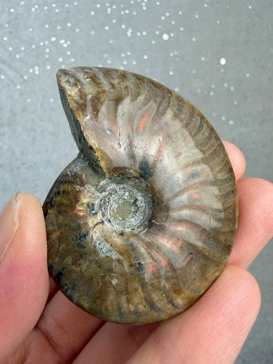 Fossil Ammonitt