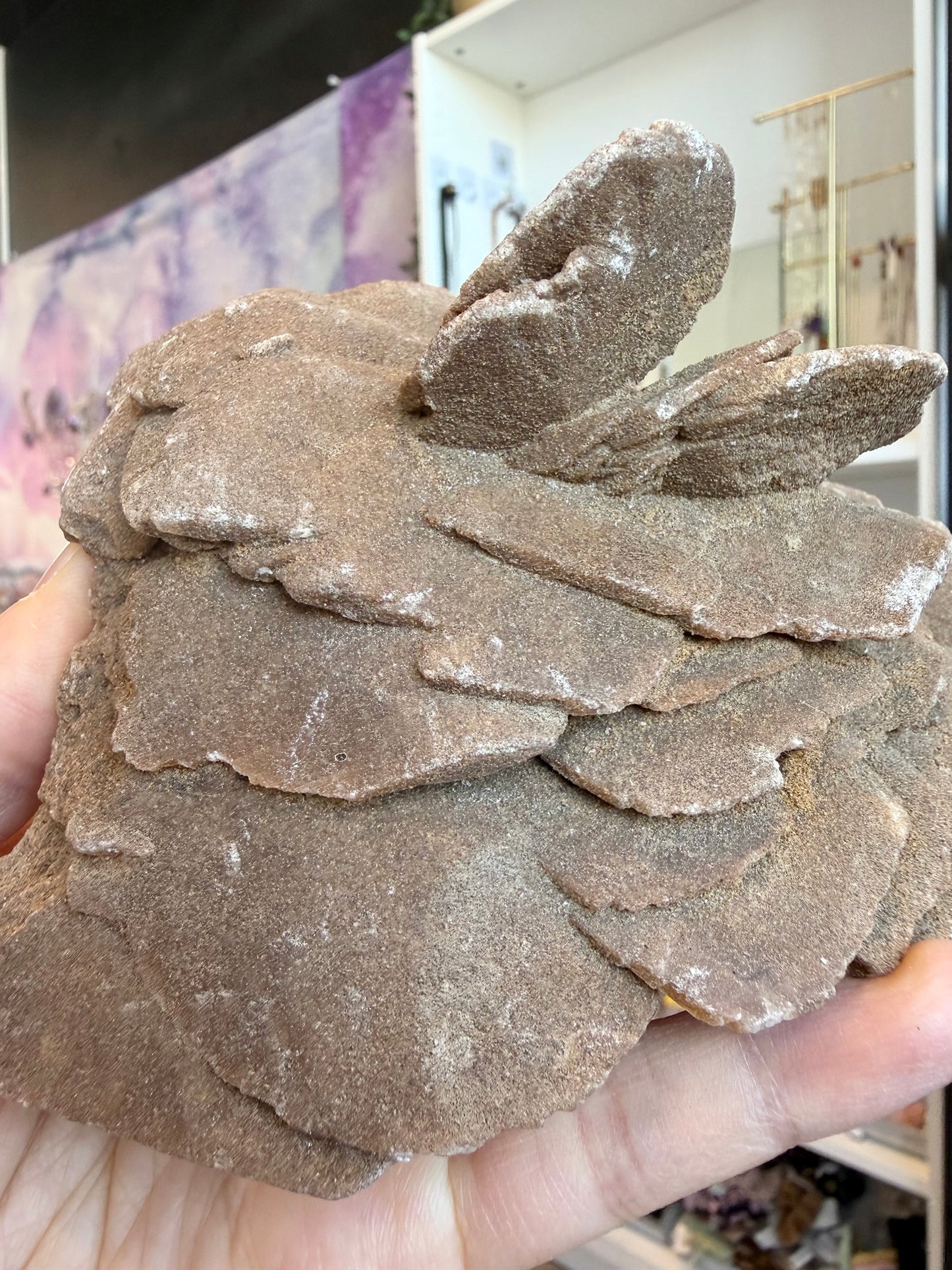 Ørkenrose (Desert Rose)