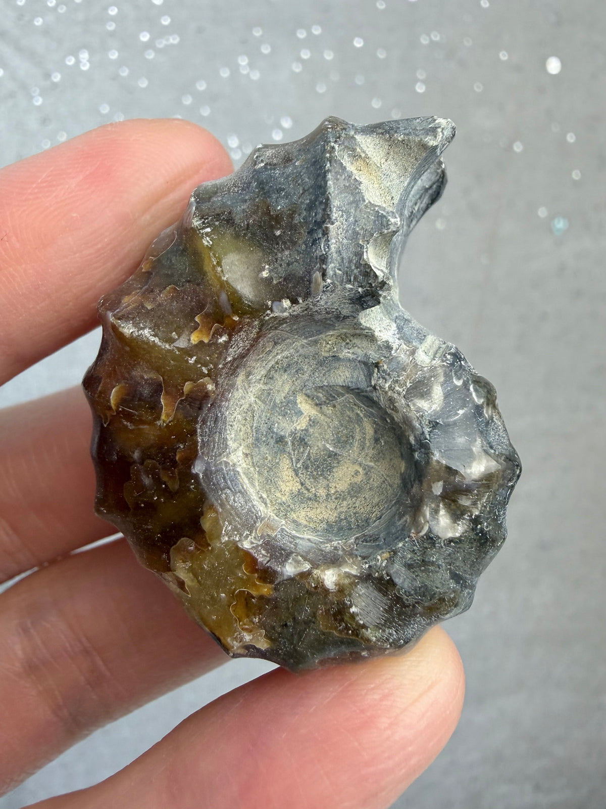 Polert Fossil Ammonitt (Douvilleiceras)
