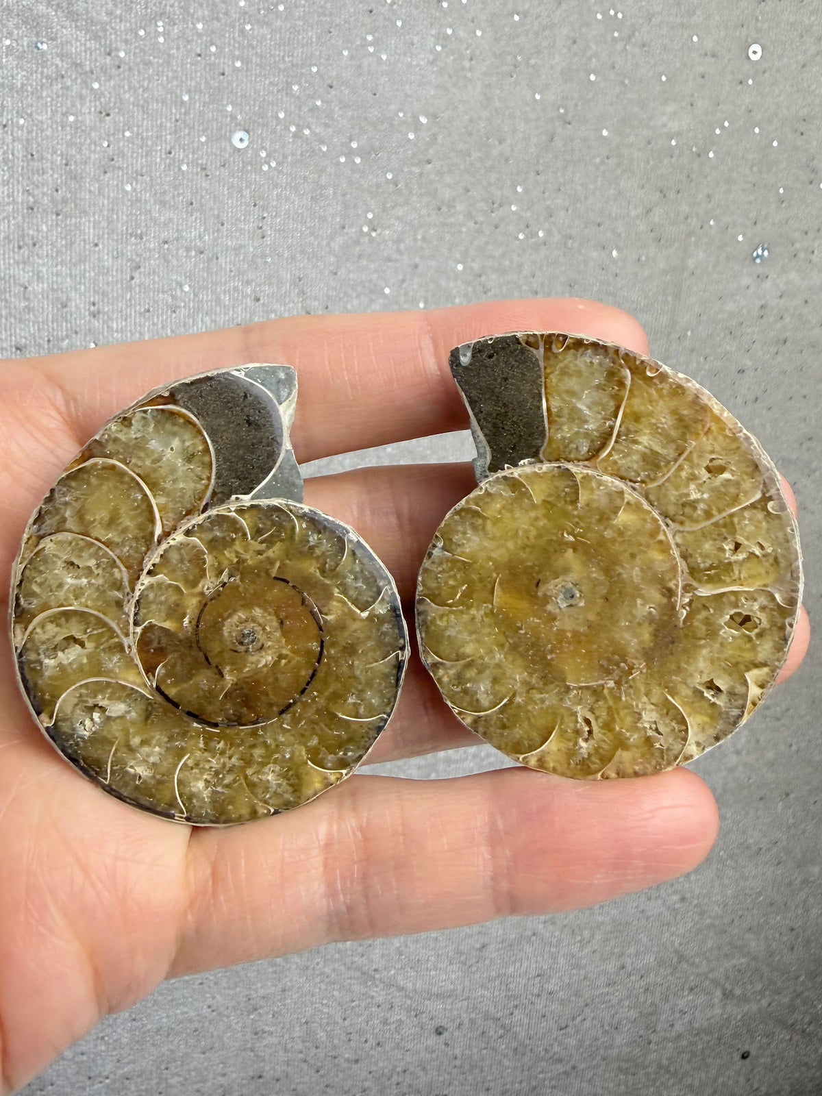 Fossil Ammonitt(1 par)