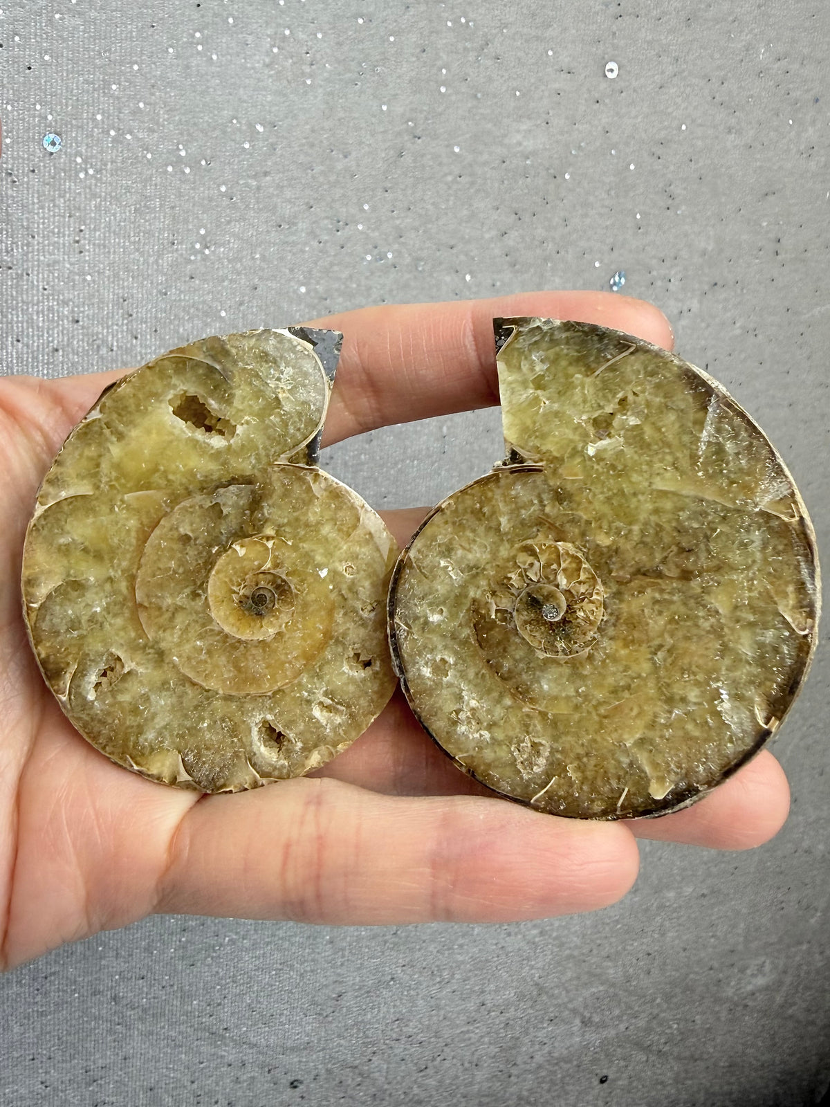 Fossil Ammonitt(1 par)