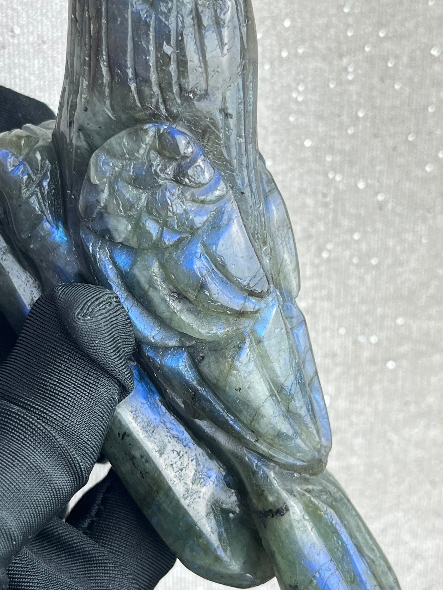 Labradoritt Fugl