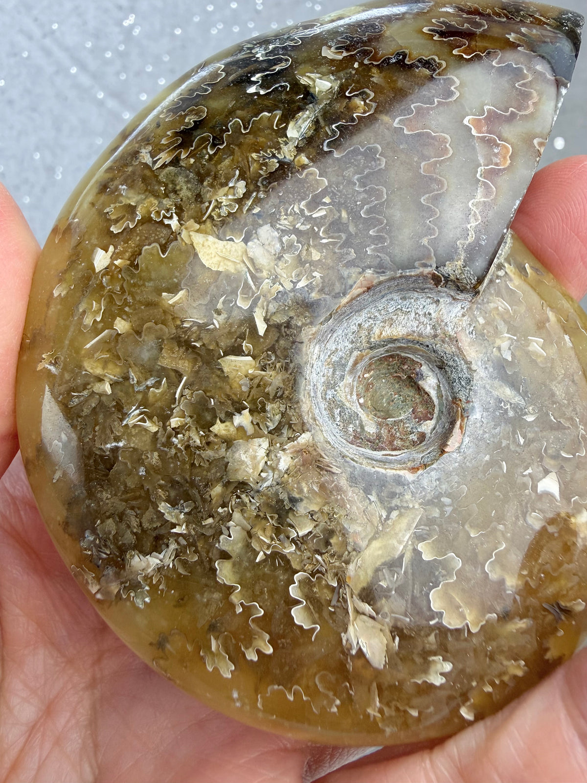 Fossil Ammonitt, God kvalitet