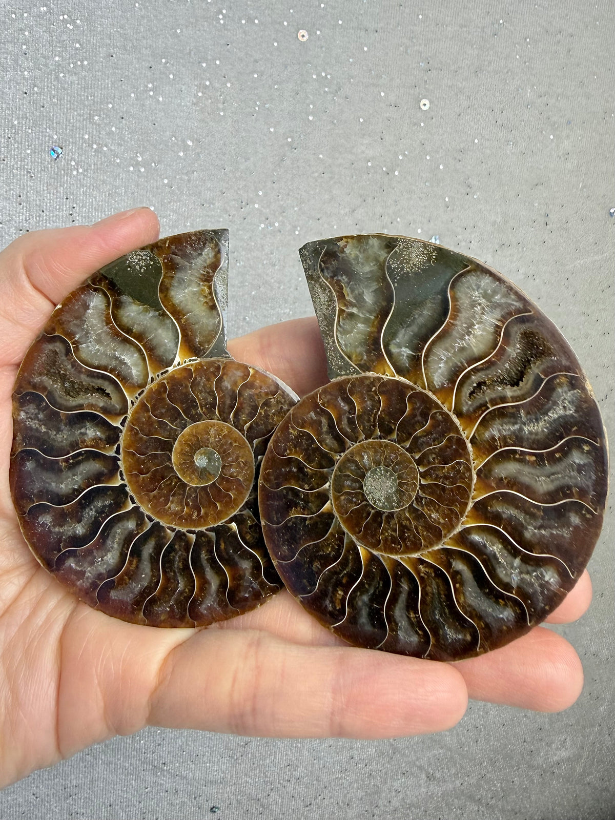 Fossil Ammonitt(1 par)