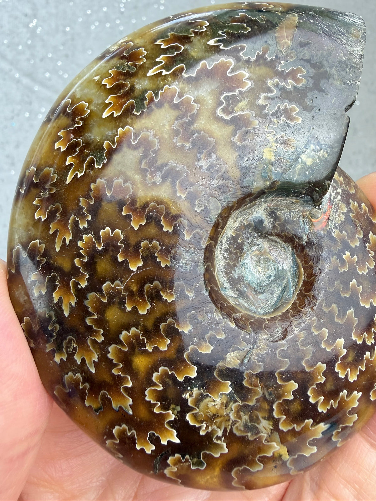 Fossil Ammonitt, God kvalitet