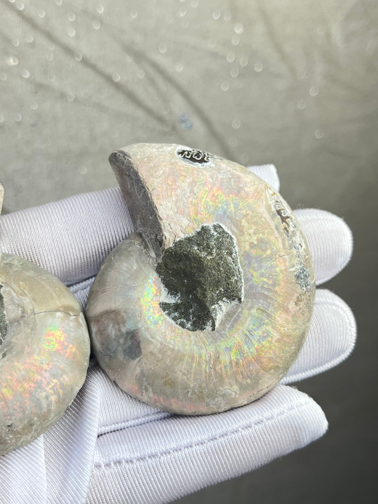 Fossil Ammonitt(1 par)