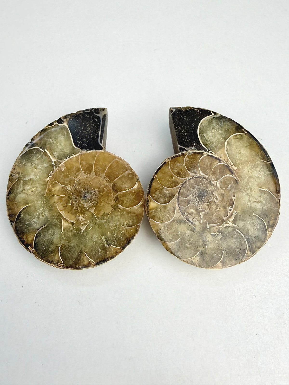 Fossil Ammonitt(1 par)
