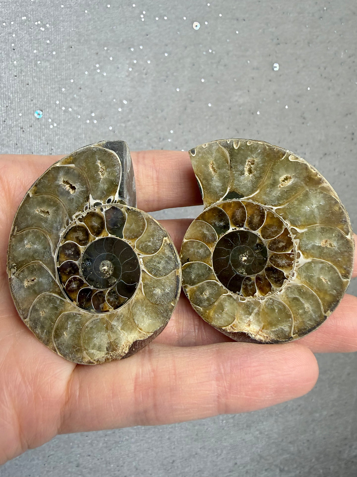 Fossil Ammonitt(1 par)