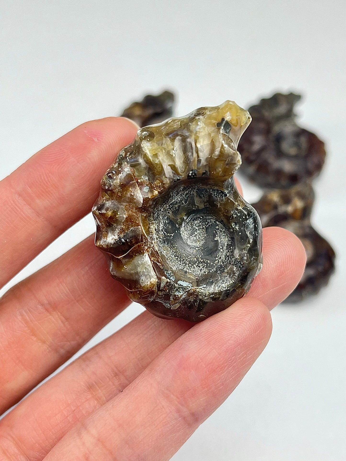 Polishes Fossil Ammonite (Douvilleiceras)