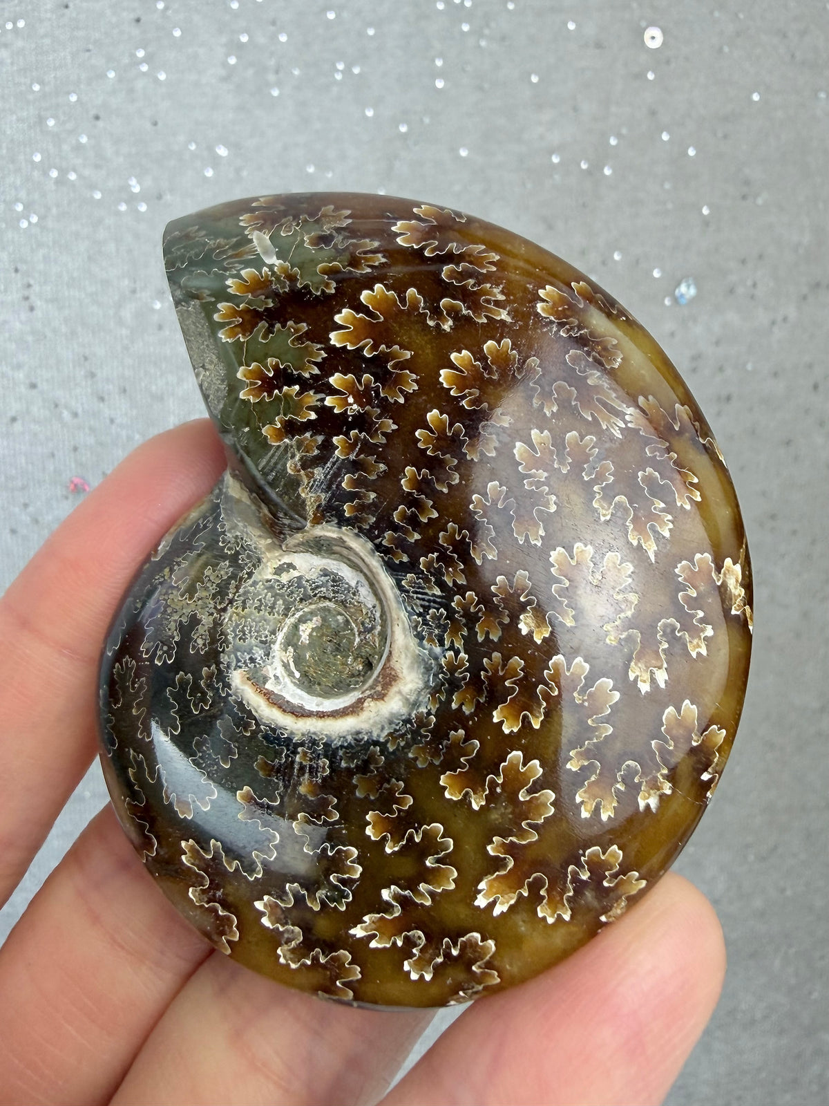 Fossil Ammonitt, God kvalitet