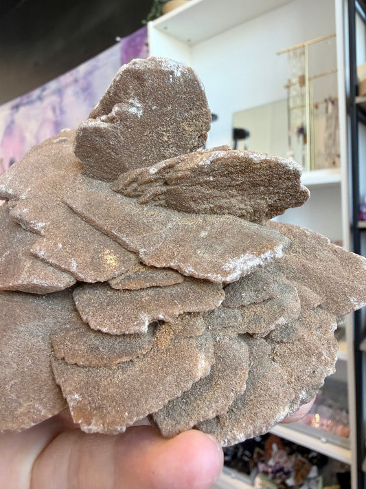 Ørkenrose (Desert Rose)