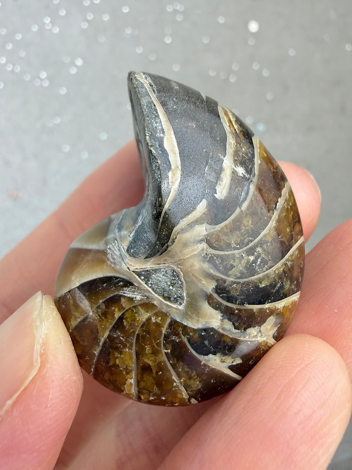 Polert nautilus fossil