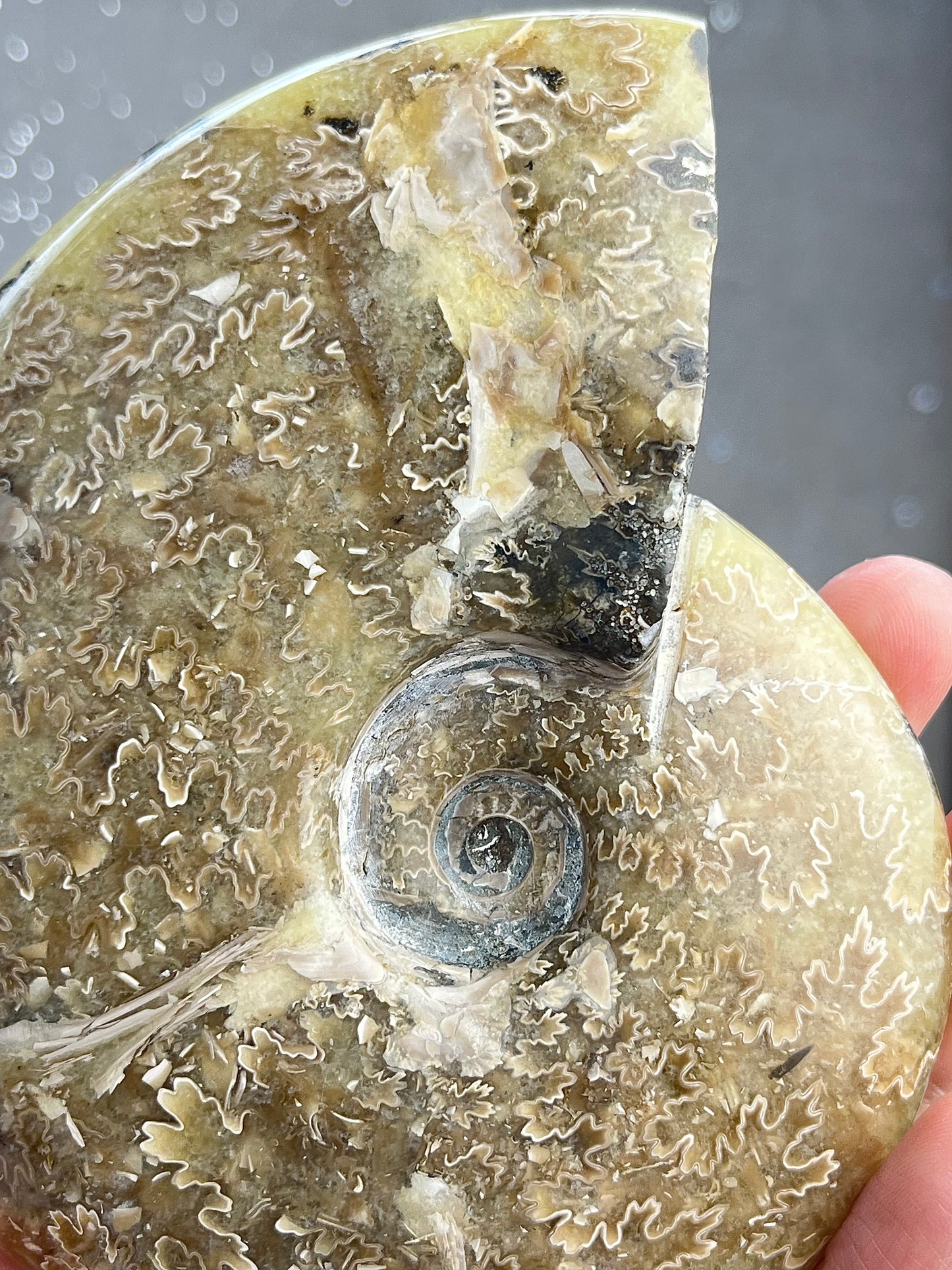 Ammonite XL