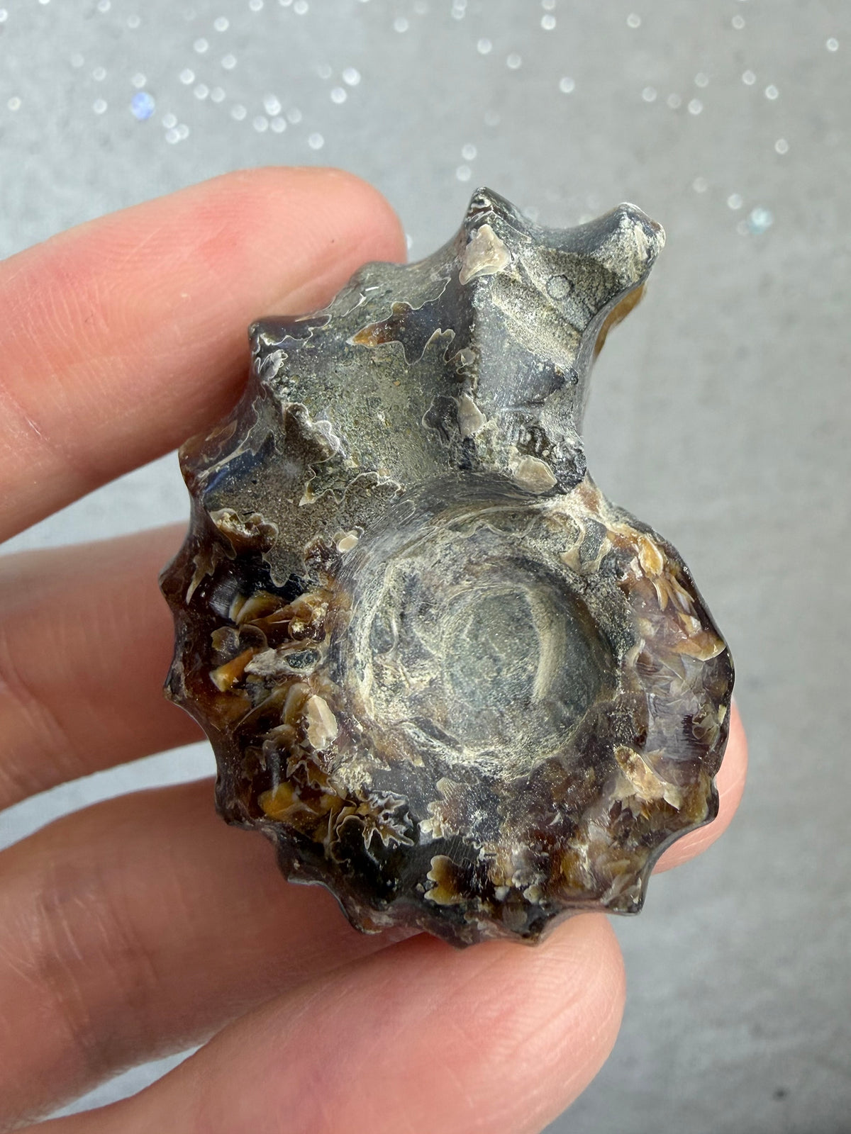 Polert Fossil Ammonitt (Douvilleiceras)