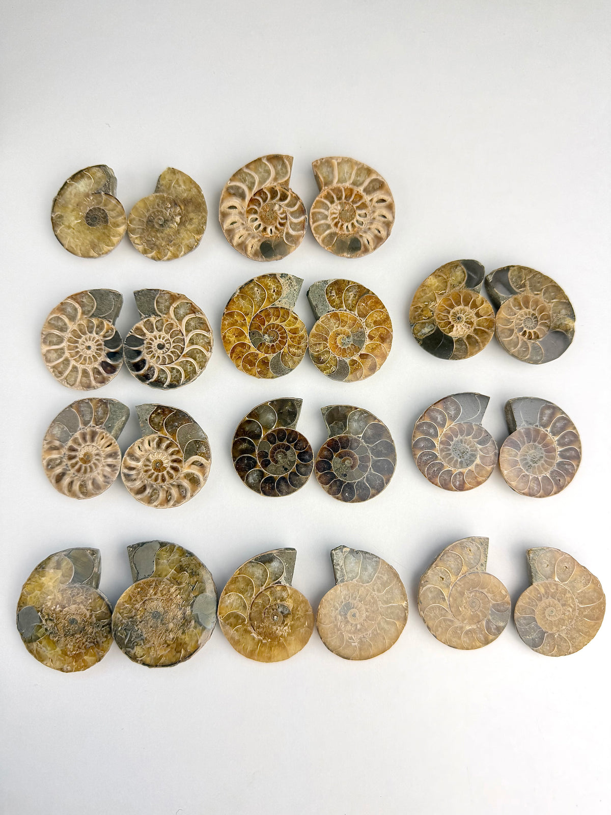 Fossil Ammonitt(1 par)