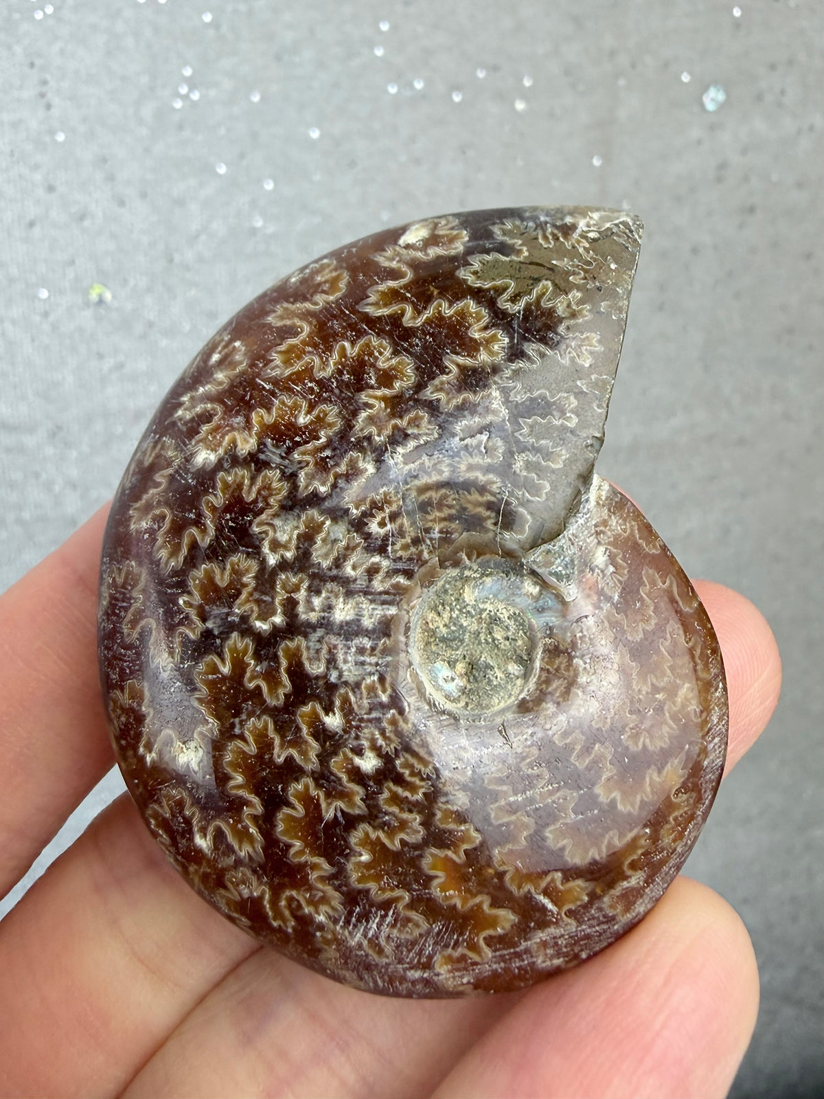 Fossil Ammonitt, God kvalitet
