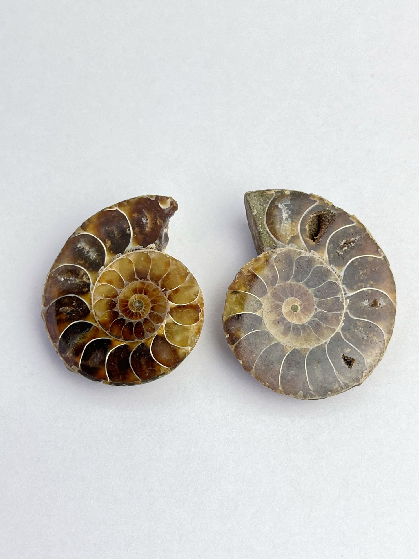 Fossil Ammonitt(1 par)