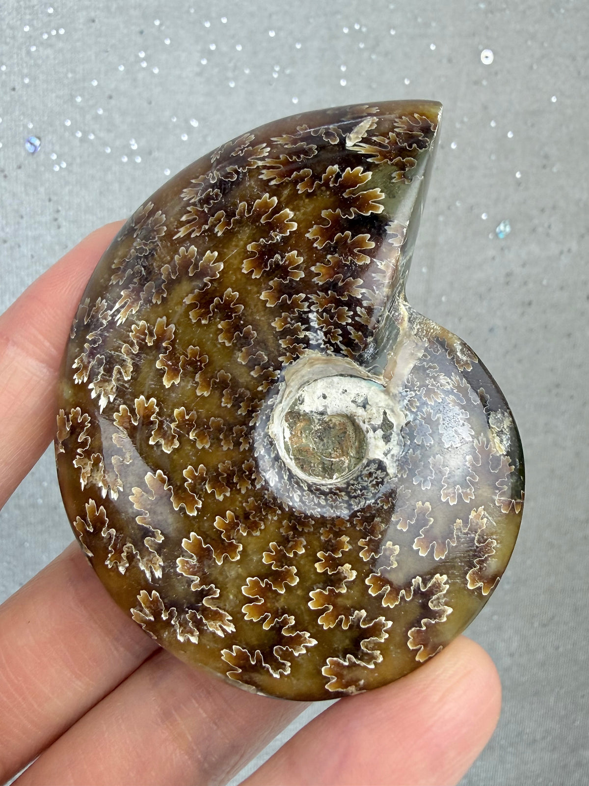 Fossil Ammonitt, God kvalitet