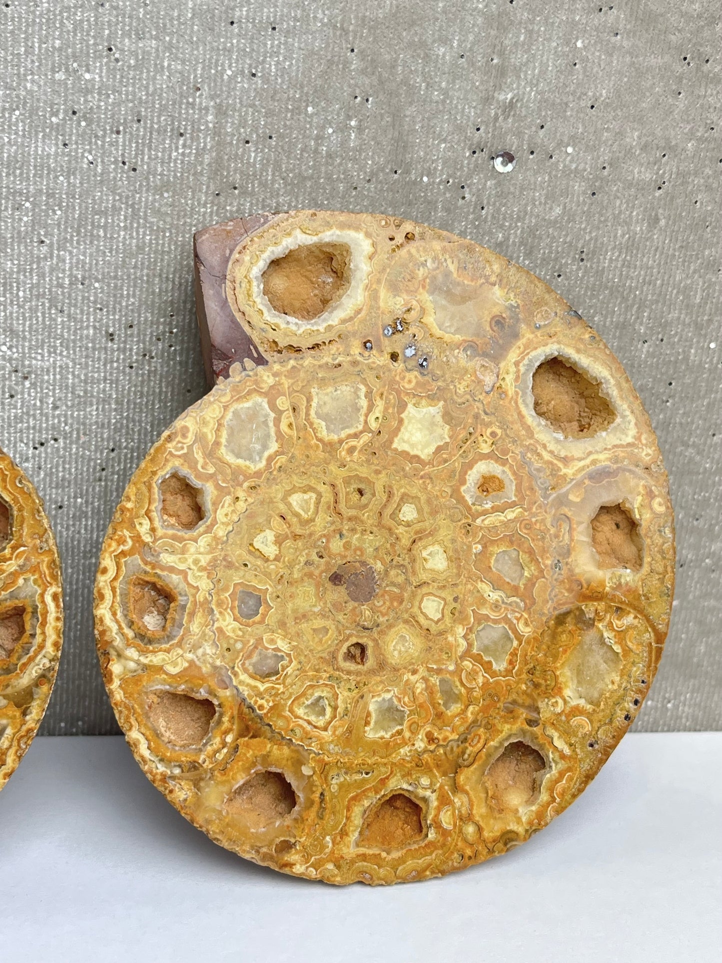 Fossil Ammonitt (1par)