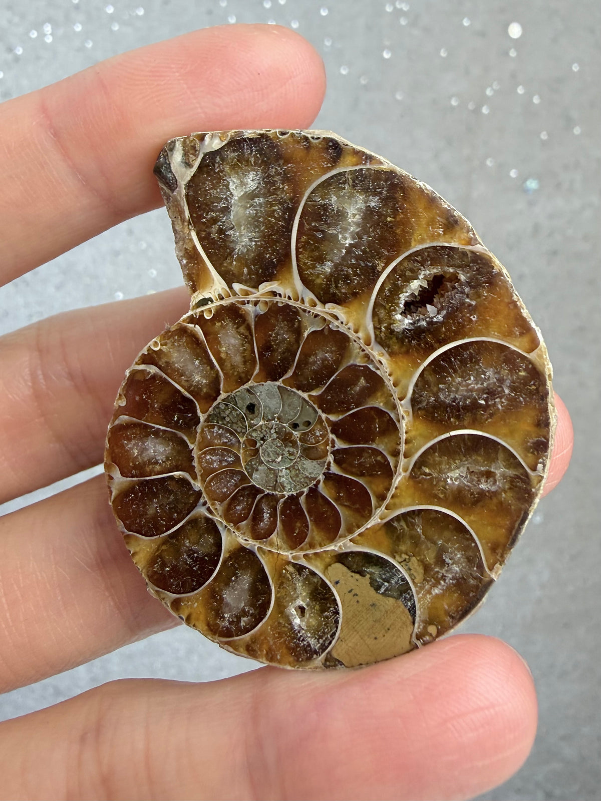 Fossil Ammonitt,Halv