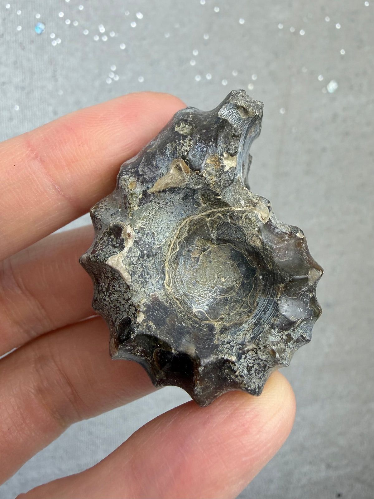 Polert Fossil Ammonitt (Douvilleiceras)