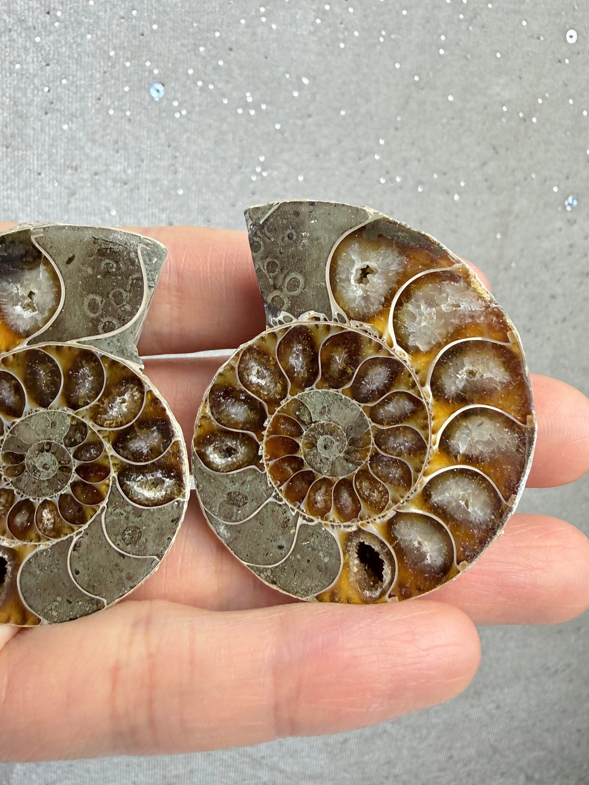 Fossil Ammonitt(1 par)
