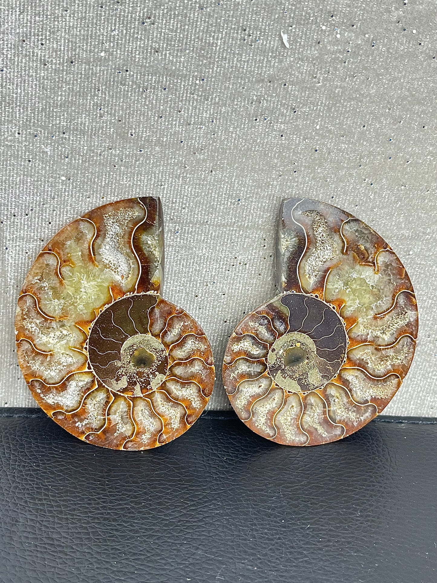 Fossil Ammonite (1 pair)