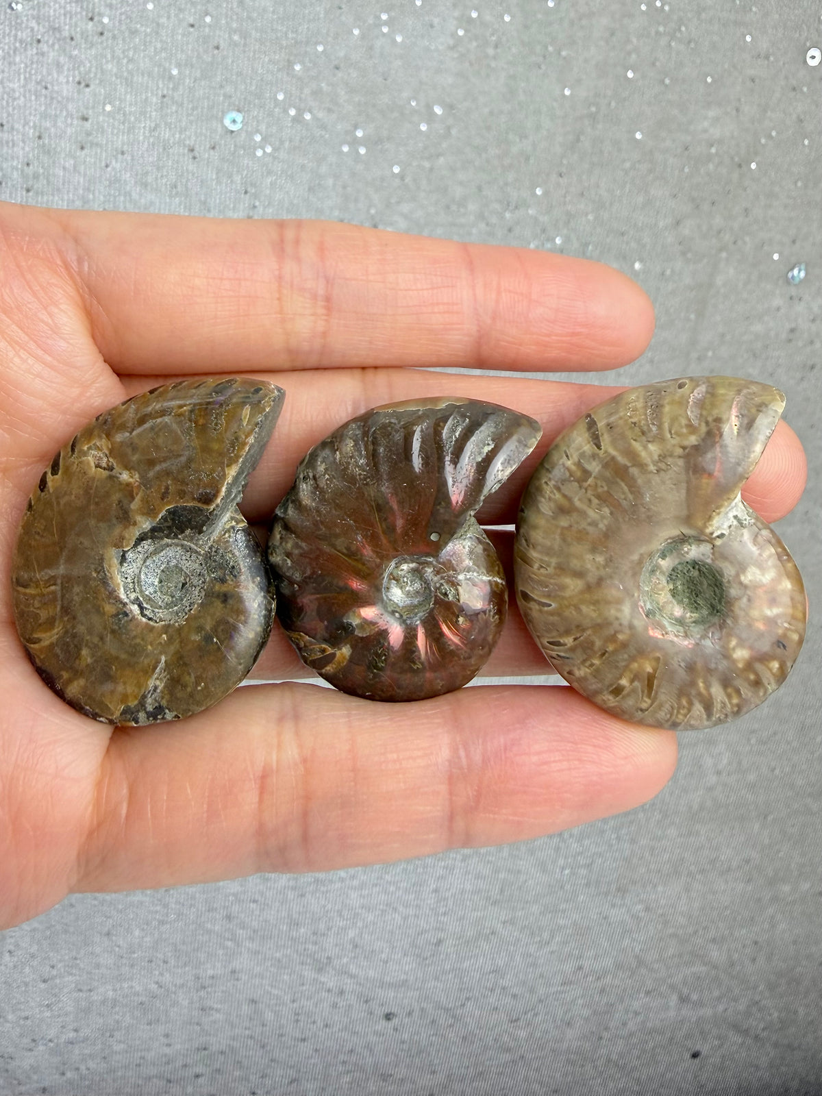 Fossil Ammonitt