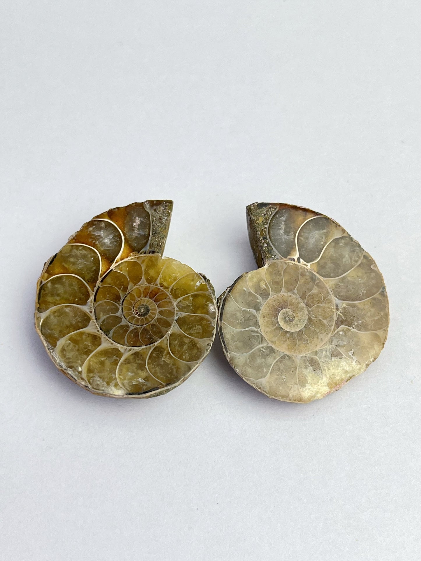 Fossil Ammonitt(1 par)