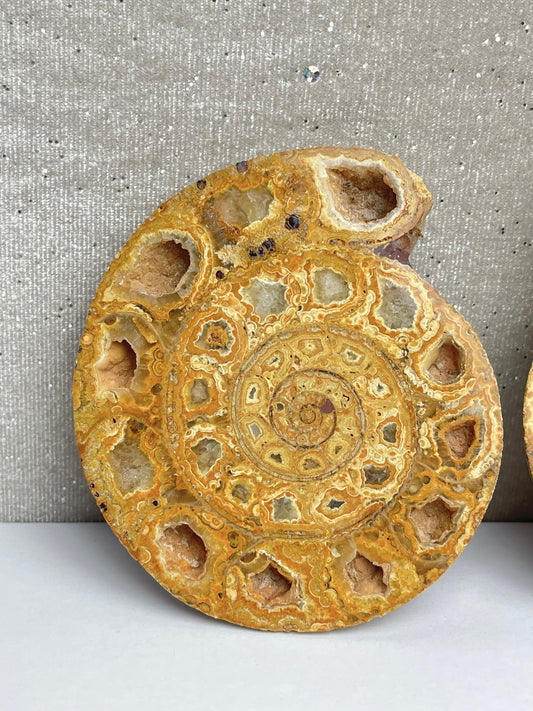 Fossil Ammonitt (1par)