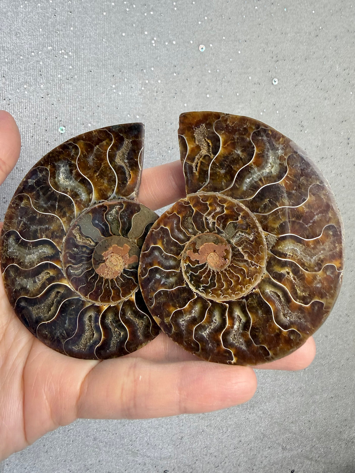 Fossil Ammonitt(1 par)